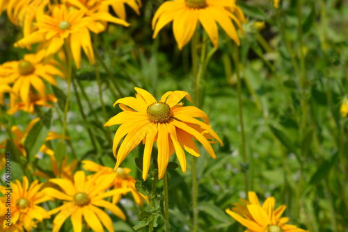 Gloriosa Daisy Irish Eyes flowers