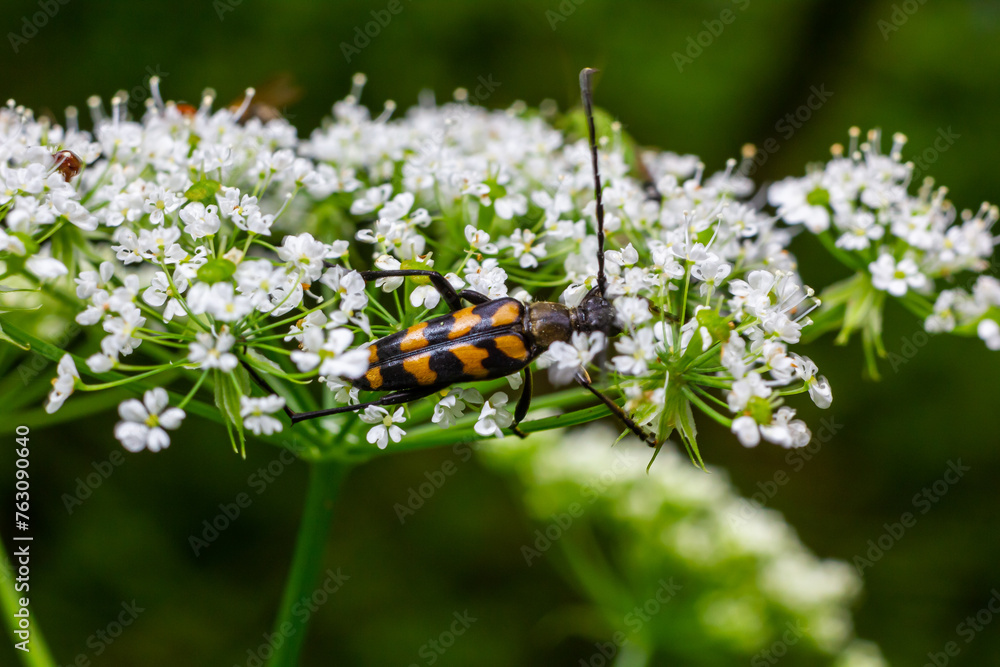 Closeup on a Spotted longhorn beetle, Leptura maculata on the white flower of a Wild carrot, Daucus carota Closeup on a Spotted longhorn beetle, Leptura maculata on the white flower of a Wild carrot, Daucus carota