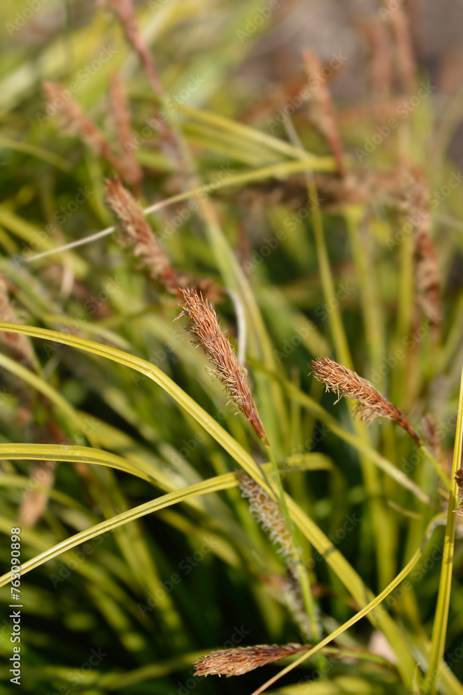 Japanese Sedge Everlime leaves and flowers Japanese Sedge Everlime leaves and flowers