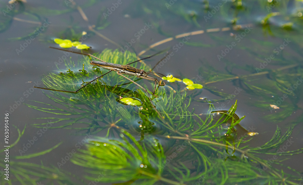 A closeup shot of Gerris lacustris or common pond skater A closeup shot of Gerris lacustris or common pond skater