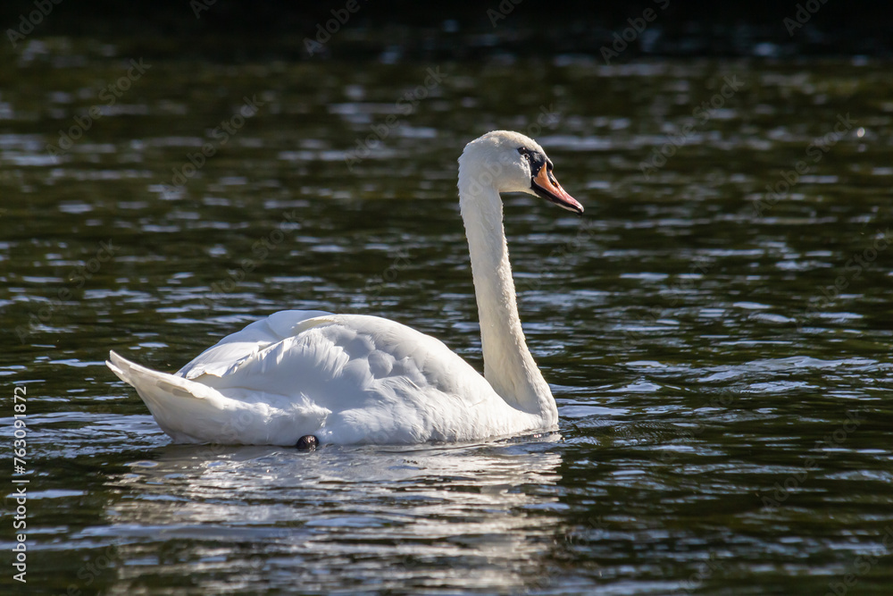 Cygnus olor, swan swimming in the water