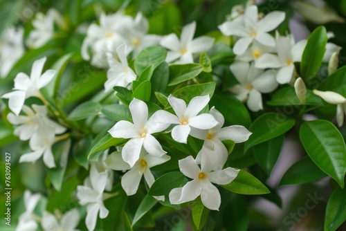 Fragrant white jasmine bush blooming in serene garden, Generative AI