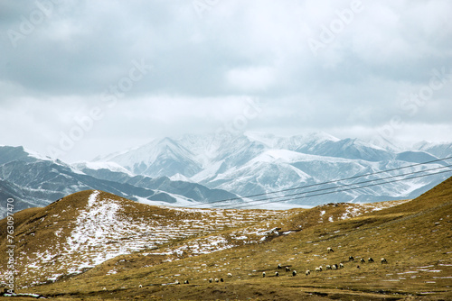 Gannan Tibetan Autonomous Prefecture, Gansu Province-Grassland under the snow-capped mountains
