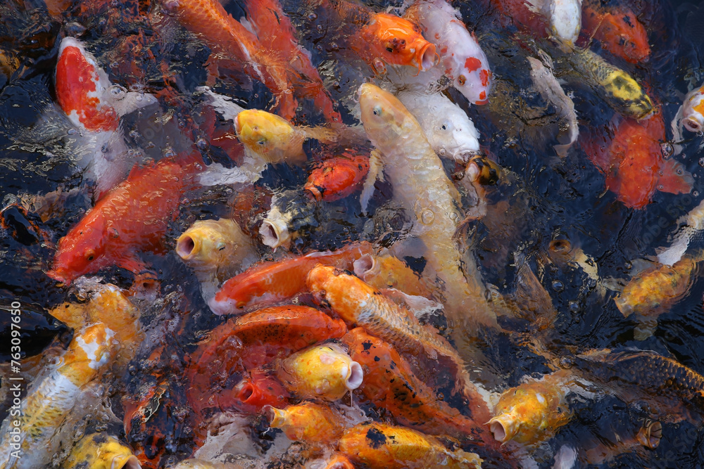 Many colourful carps (Cyprinus Carpio Koi), a lot of goldfish (family Cyprinidae) in water garden or pond. Feeding decorative carp, asian fish in China or Japan. Group of carps Many colourful carps (Cyprinus Carpio Koi), a lot of goldfish (family Cyprinidae) in water garden or pond. Feeding decorative carp, asian fish in China or Japan. Group of carps