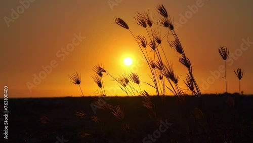 Silhouette of grass swaying in the wind with the orange-yellow background of the rising sun behind.