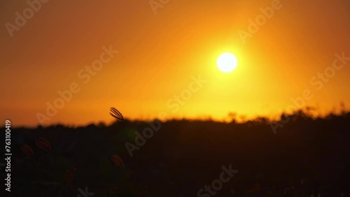 Silhouette of grass with the orange-yellow background of the rising sun behind.