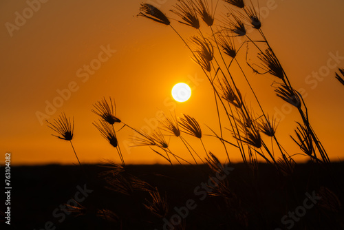 Silhouette of grass with the orange-yellow background of the rising sun behind.