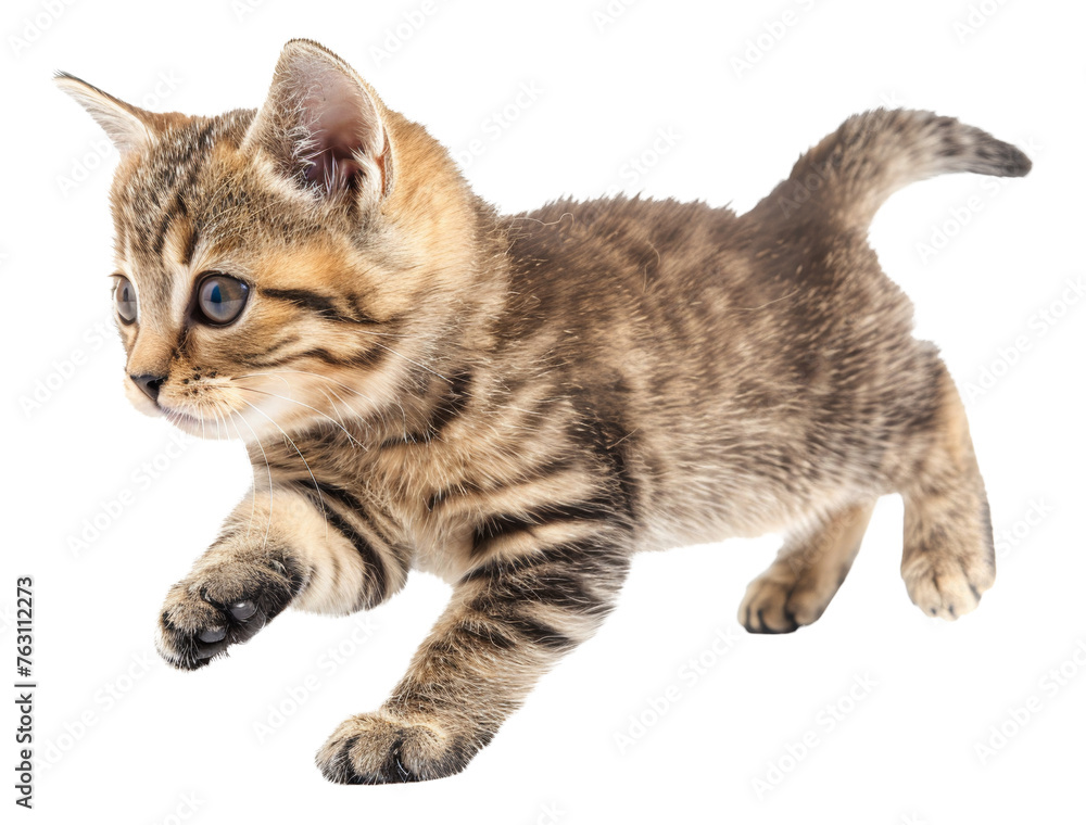 Ginger tabby cat, cut out - stock png.