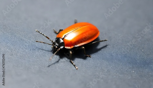 A beautiful and Tiny bug