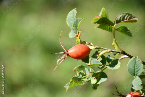 red rose hips on a branch