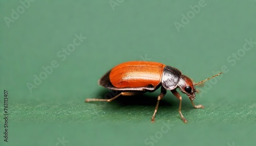 A beautiful and Tiny bug
