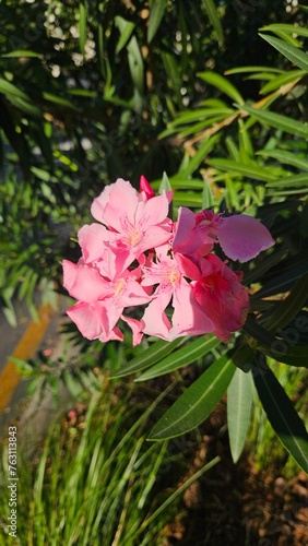 pink flower in the garden © Jam-motion