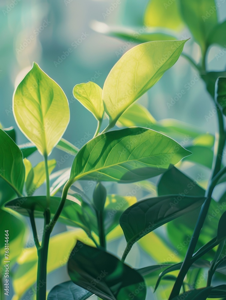 Obraz premium aesthetic green plant close up photo, cosmetology scene background, sharp focus