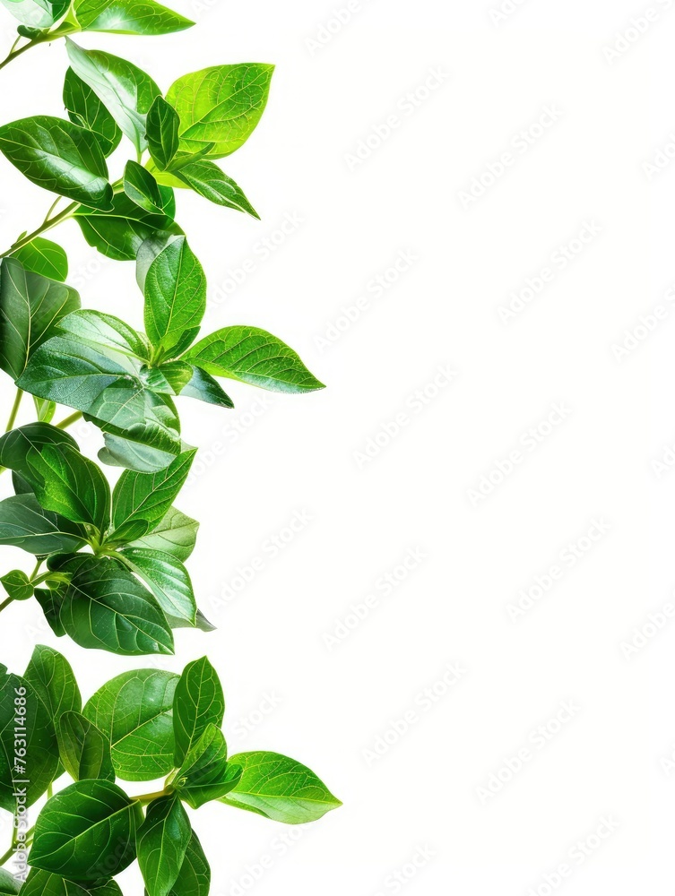 Aesthetic green plant, cosmetology scene, white background, sharp focus, blank space for text Aesthetic green plant, cosmetology scene, white background, sharp focus, blank space for text