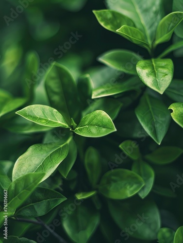 Wallpaper Mural aesthetic green plant close up photo, cosmetology scene background, sharp focus Torontodigital.ca