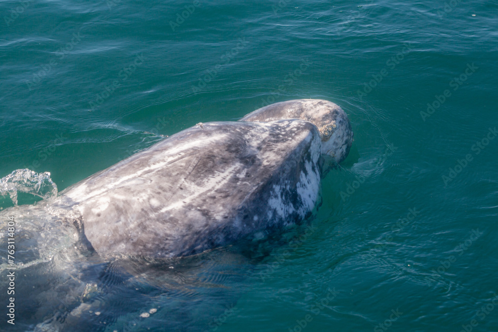 Naklejka premium gray whale in the ocean