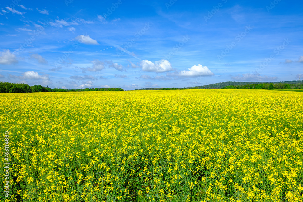 Obraz premium Blühendes Rapsfeld