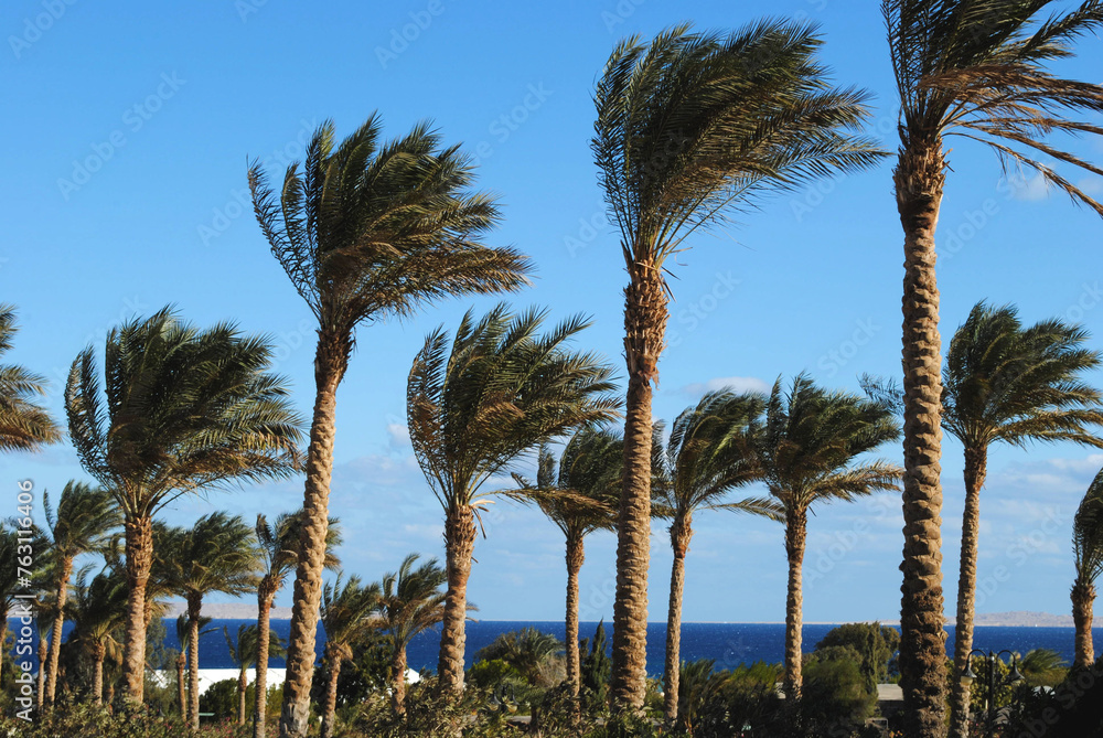 Obraz premium Strong winds sway palm trees against sky background in Hurghada. Windy winter day in Egypt in Hurghada