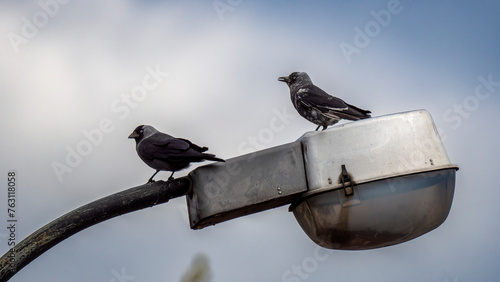 crows on a wire