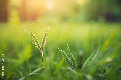 Green grass in the forest at sunset. Macro image  shallow depth of field. Blurred nature background  vintage filter. Summer landscape Generative AI