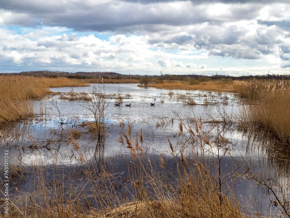 Wetland at St Aidan's Nature Park, West Yorkshire, England