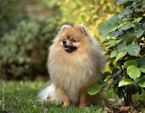 Hund, Spitz, ganze Figur, draußen, im Garten, KI generiert © Bildagentur-o