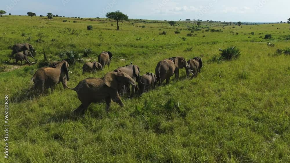 Aerial view orbiting a African Elephants walking across wild grasslands, sunny day Aerial view orbiting a African Elephants walking across wild grasslands, sunny day
