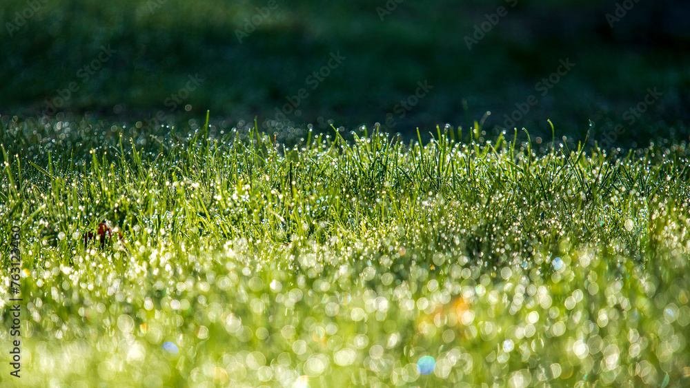 Fototapeta premium green grass background