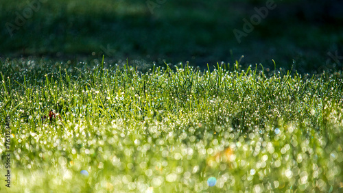green grass background © Ola