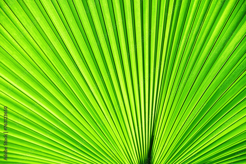 Close up green palm leaf texture, leaf of Fiji fan palm Close up green palm leaf texture, leaf of Fiji fan palm