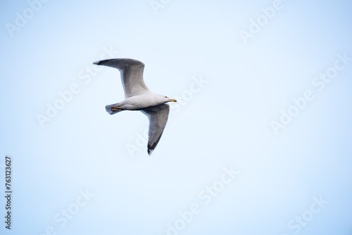 The common gull Larus canus)  in flight photo