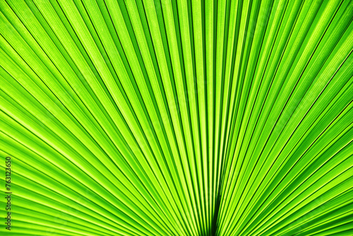 Close up green palm leaf texture, leaf of Fiji fan palm photo