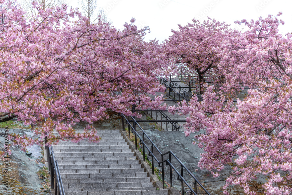 福島県いわき市　21世紀の森公園の河津桜
