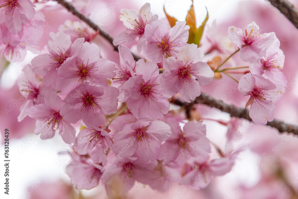 Naklejka premium 福島県いわき市 21世紀の森公園の河津桜