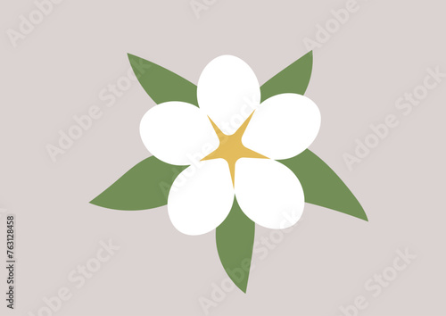 Elegant white frangipani flower stands out against lush green leaves on a soft background