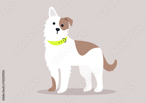 A white and brown spotted puppy with a neon green collar attentively stands against a simple backdrop