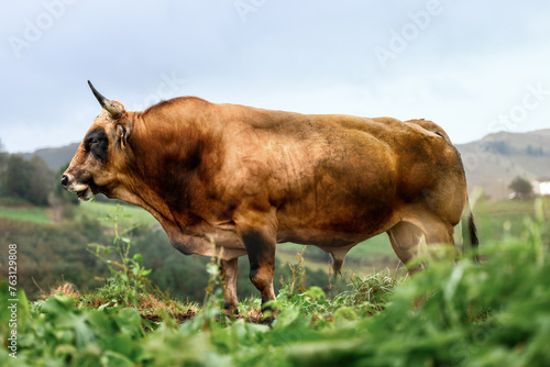 Εκτύπωση καμβά Asturian breed bull of the valleys in pasture with mountain background