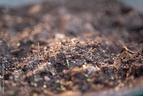 gleba i pierwsze oznaki wiosny © Jolanta Olszewska