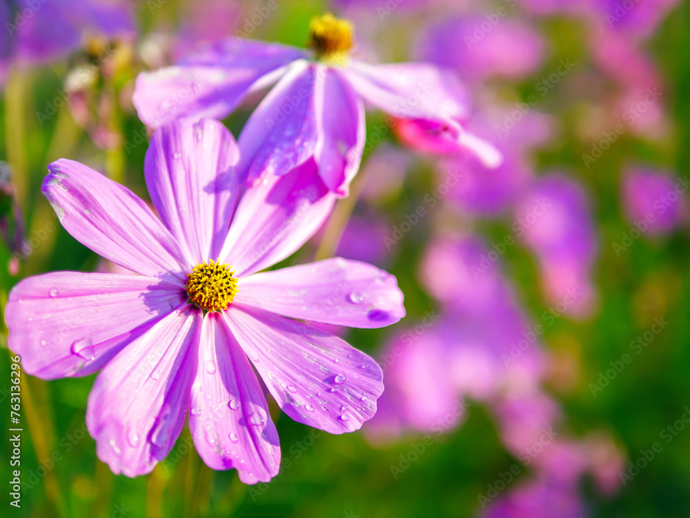 Close-up of beautiful cosmos flowers at cosmos field in moring sunlight. amazing of close-up of cosmos flower. nature flower background. Close-up of beautiful cosmos flowers at cosmos field in moring sunlight. amazing of close-up of cosmos flower. nature flower background.
