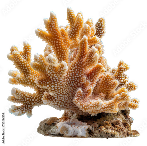 Orange branching coral on rock on transparent background - stock png.