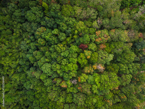 Aerial view green tropical rainforest green tree leaf texture