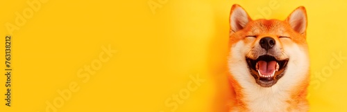 Happy cute Shiba Inu dog smiling and laughing on yellow background with copy space for text,