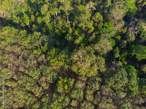 Aerial view green tropical rainforest green tree leaf texture