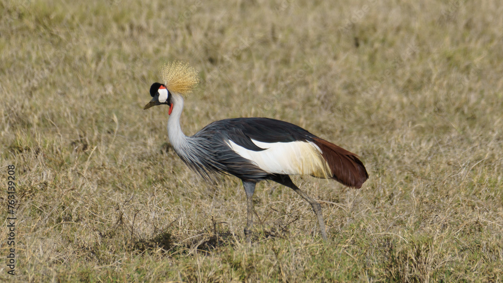 South African Crowned Crane wildlife Ngorongoro crater national park Africa Tanzania