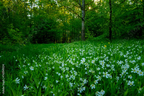 Fototapeta Naklejka Na Ścianę i Meble -  spring forest. white flowers blooming in the forest.