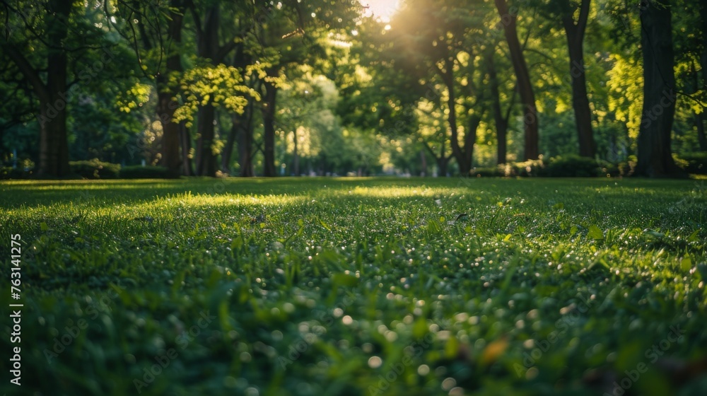 Lawn surrounded by trees Lawn surrounded by trees