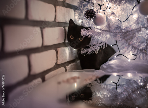 czarny kot pod białą choinką © Jolanta Olszewska