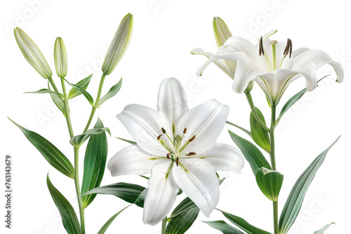 Three White Flowers With Green Leaves on a White Background