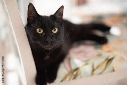 Czarny kot leżący na krześle w kuchni © Jolanta Olszewska