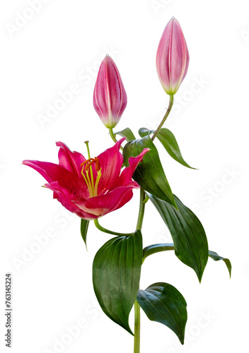 Beautiful red Lily (Lilium, Liliaceae) with buds isolated on white background, including clipping path.